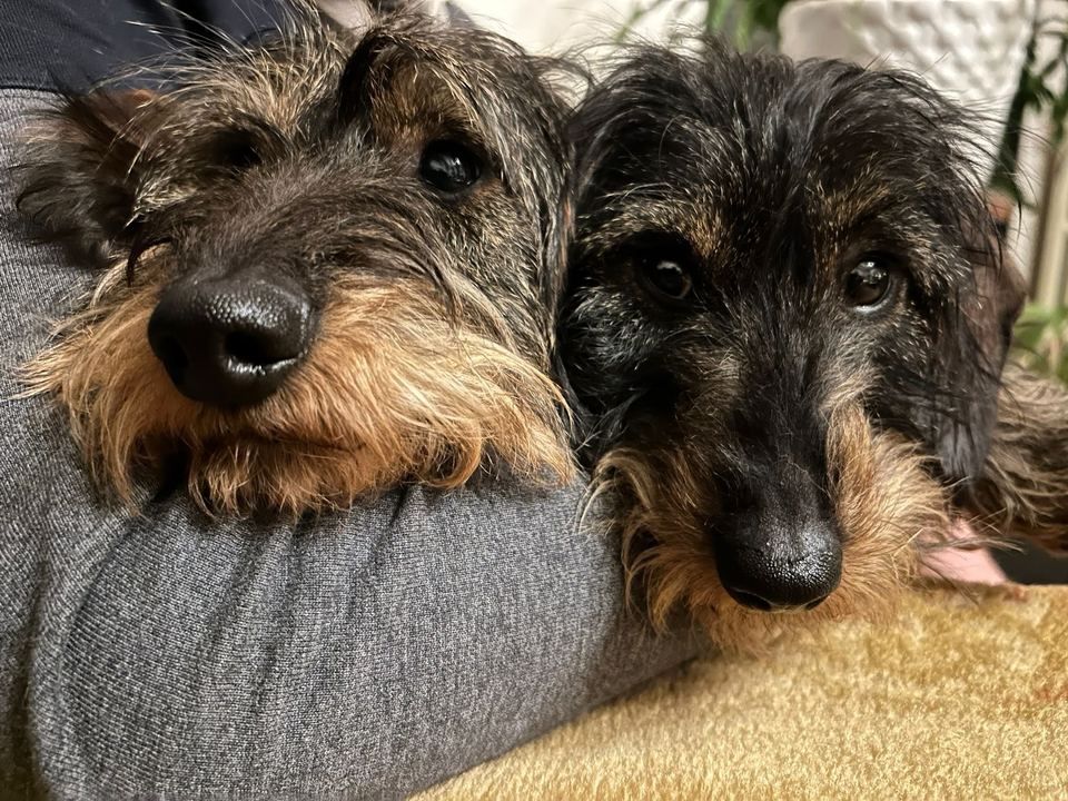 Close-up van Brammetje en Saartje met hun koppen tegen elkaar