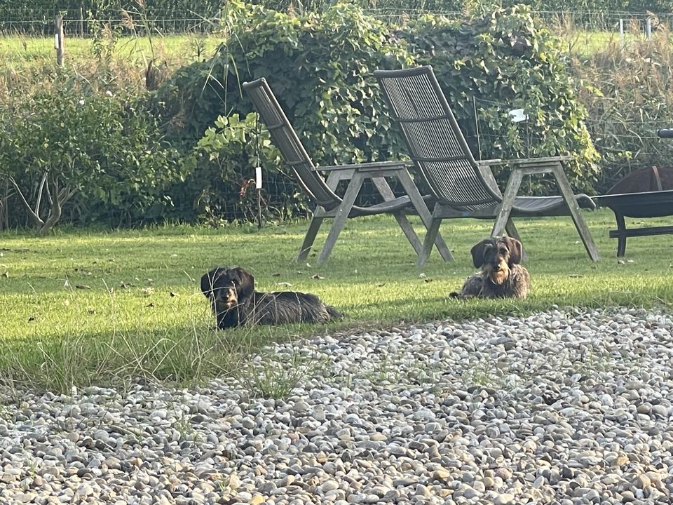 Brammetje en Saartje liggen in het gras in de tuin van ’t Scherpehuys in Scherpenisse