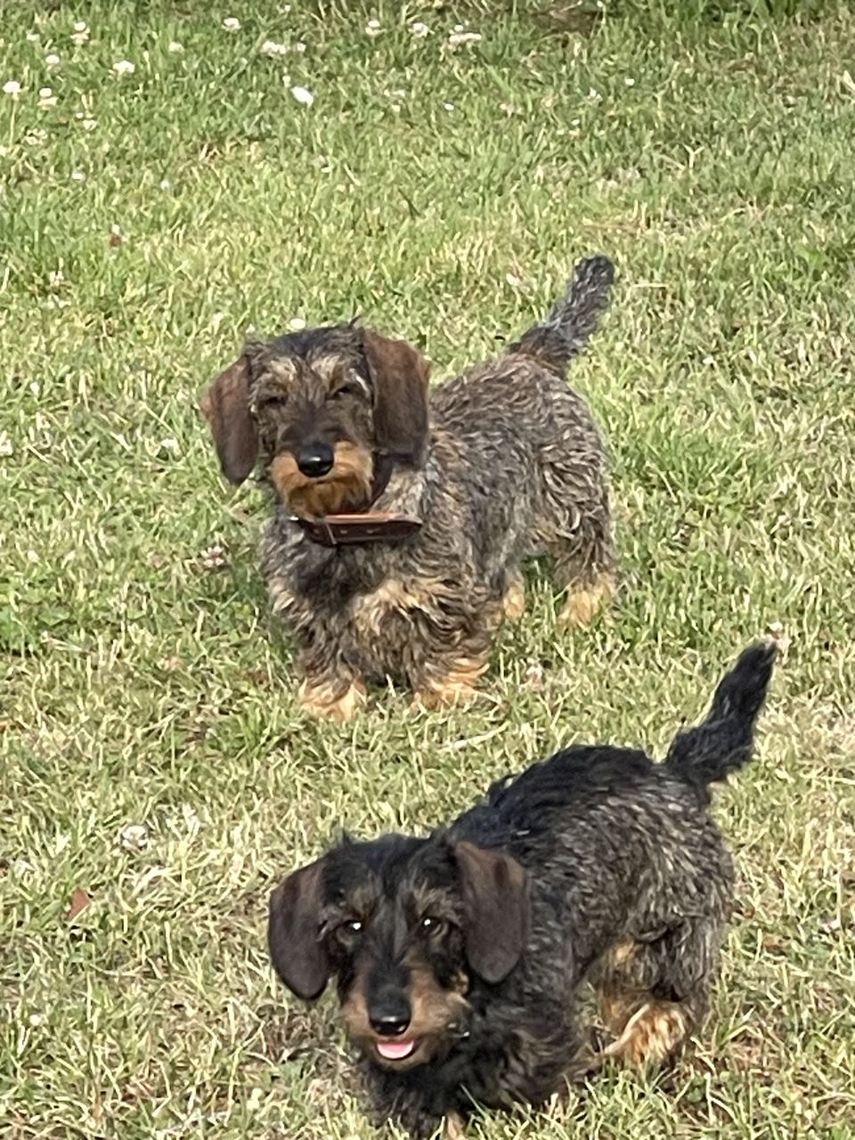 Brammetje en Saartje, twee ruwharige Kaninchen teckels, staan samen op het gras