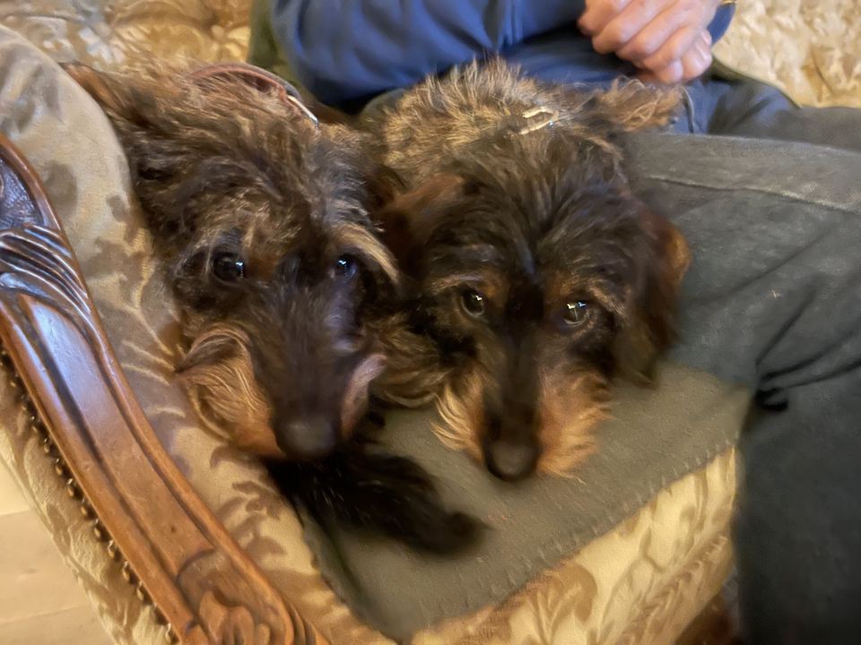 Brammetje en Saartje liggen samen op schoot in een stoel