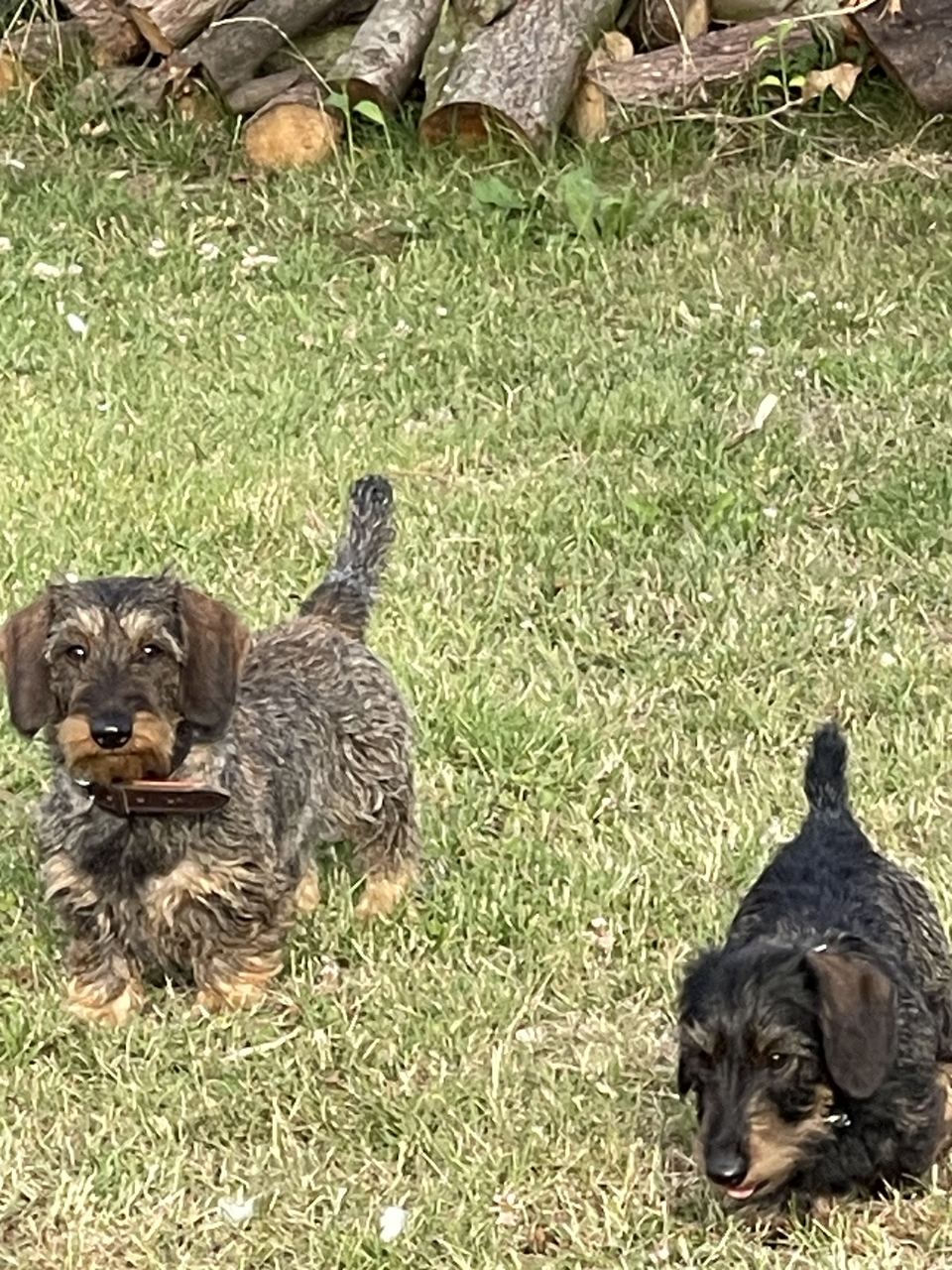 Brammetje en Saartje rennen over het gras