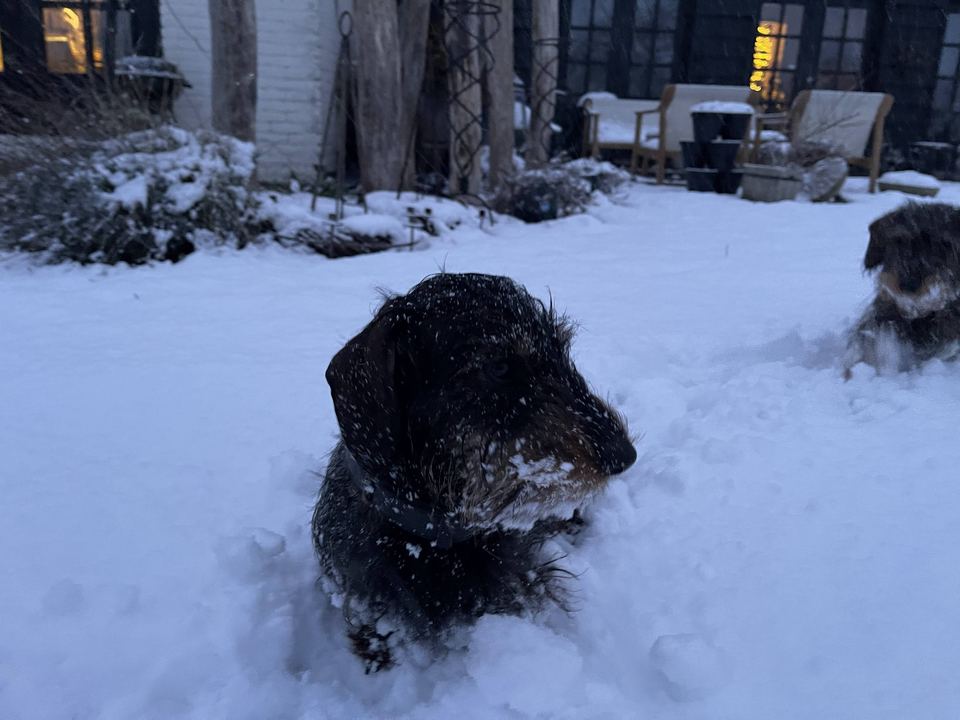 Saartje met sneeuw op haar snuit in de tuin