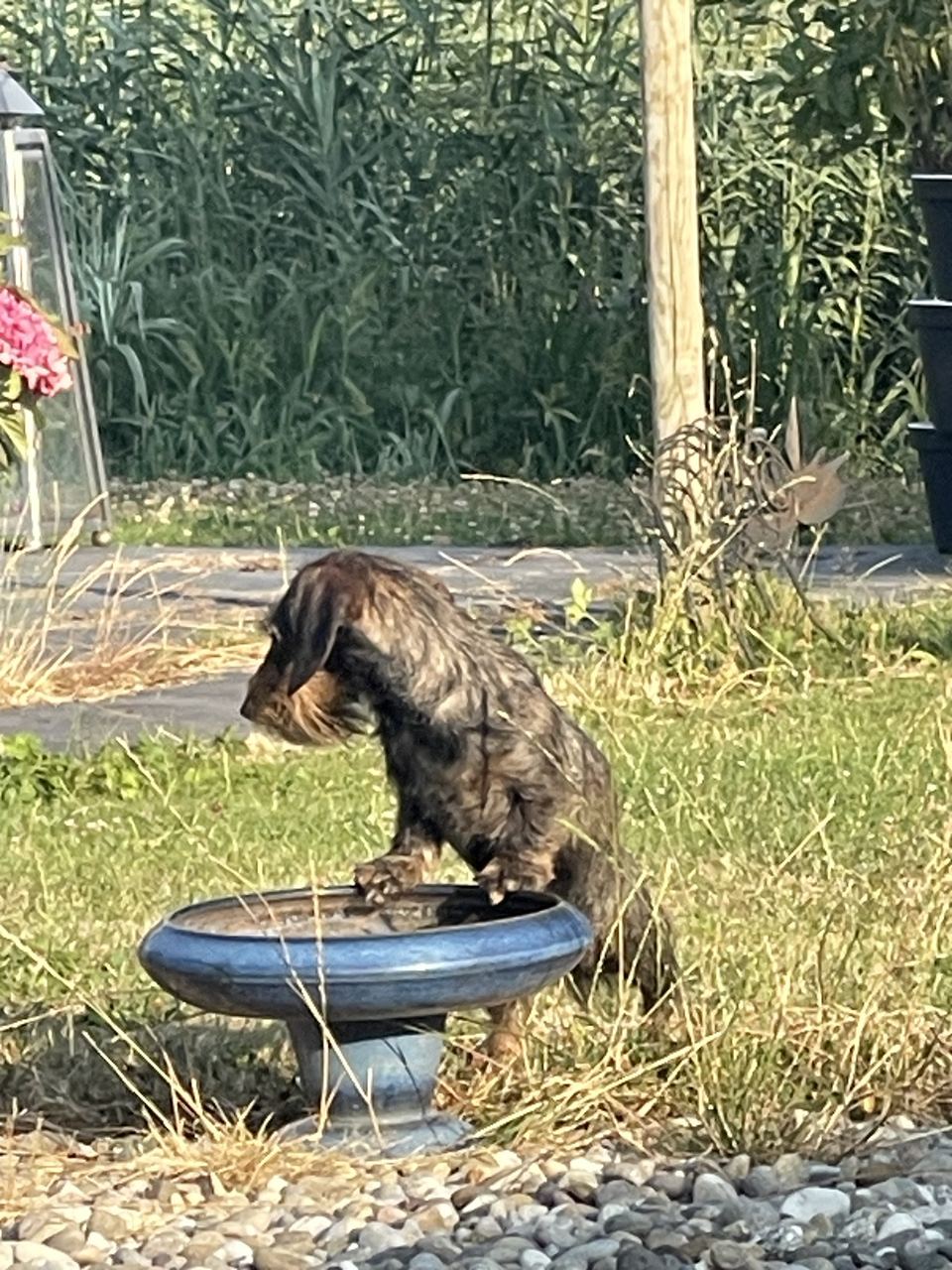 Ruwharige teckel staat met de voorpootjes op het vogelbad in de tuin