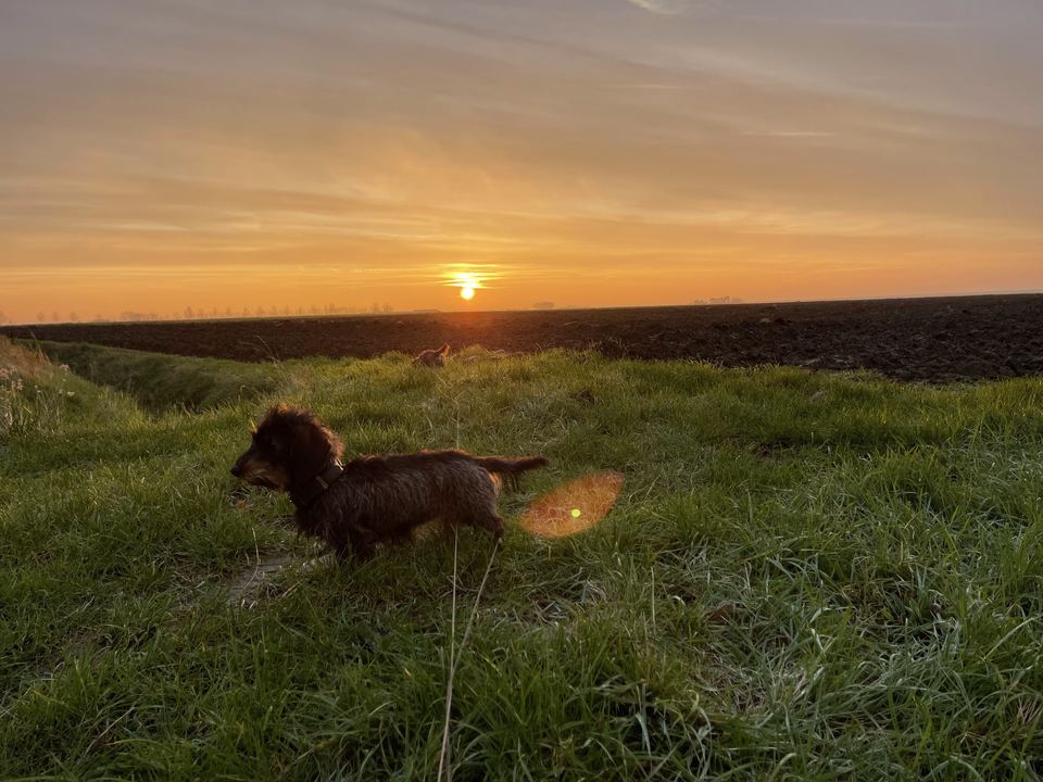 Teckel loopt door het gras bij zonsopkomst boven de akkers van Tholen