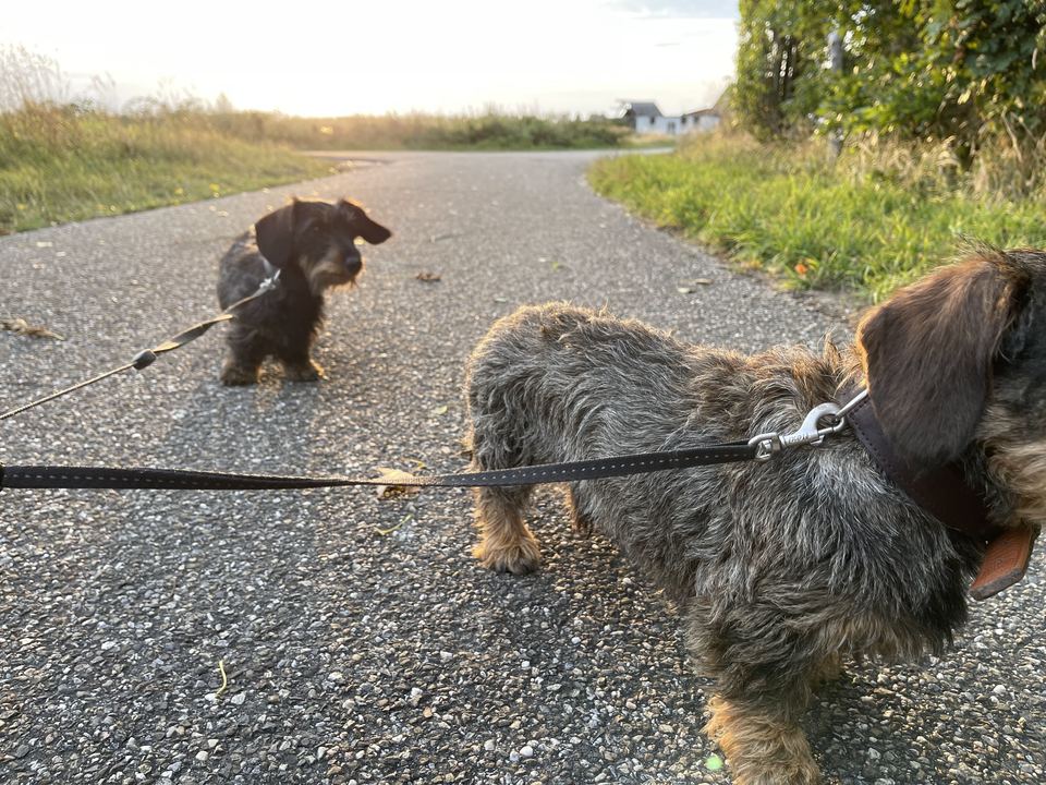 Brammetje en Saartje aan de riem tijdens een wandeling over een landweg bij Scherpenisse